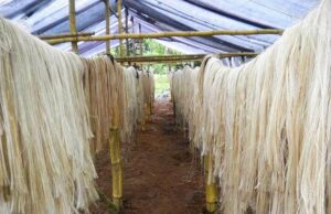 La UNI fabricará sacos textiles biodegradables de fibra de plátano