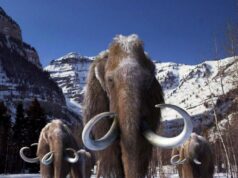 La OMS ensaya un apocalipsis viral: ¿Preparación o psicosis pandémica?