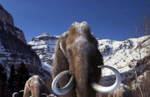 La OMS ensaya un apocalipsis viral: ¿Preparación o psicosis pandémica?