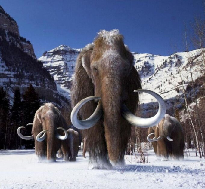 La OMS ensaya un apocalipsis viral: ¿Preparación o psicosis pandémica?