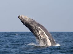 El Perú lidera esfuerzos internacionales para proteger la biodiversidad marina en alta mar