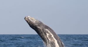 El Perú lidera esfuerzos internacionales para proteger la biodiversidad marina en alta mar