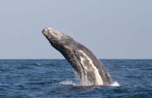 El Perú lidera esfuerzos internacionales para proteger la biodiversidad marina en alta mar