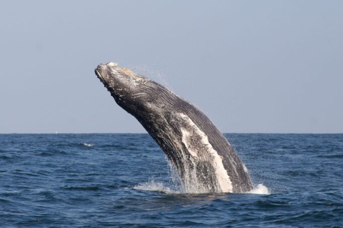 El Perú lidera esfuerzos internacionales para proteger la biodiversidad marina en alta mar