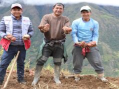 Midis capacita a productores de papa en comunidades andinas