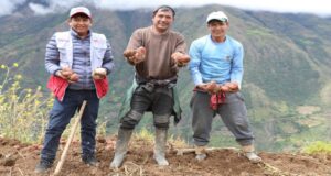 Midis capacita a productores de papa en comunidades andinas