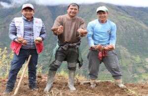 Midis capacita a productores de papa en comunidades andinas