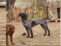 Piura: mujer denuncia que su perrita Ártica fue envenenada en su casa