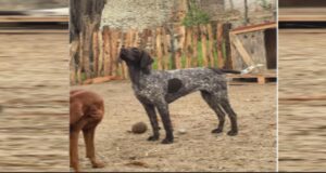 Piura: mujer denuncia que su perrita Ártica fue envenenada en su casa