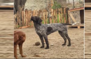 Piura: mujer denuncia que su perrita Ártica fue envenenada en su casa