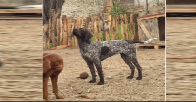 Piura: mujer denuncia que su perrita Ártica fue envenenada en su casa
