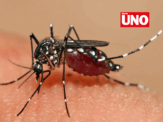 Perú reduce en 84% los casos de dengue