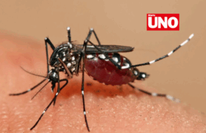 Perú reduce en 84% los casos de dengue