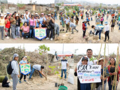 Más de 12,000 árboles sembrados en Pachacámac
