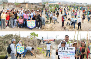 Más de 12,000 árboles sembrados en Pachacámac