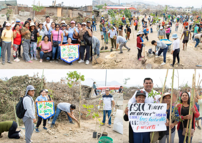 Más de 12,000 árboles sembrados en Pachacámac