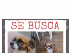 ¡Ayudemos a encontrar a DOKA! Una perrita tímida y nerviosa se perdió en San Juan de Miraflores