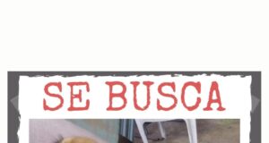 ¡Ayudemos a encontrar a DOKA! Una perrita tímida y nerviosa se perdió en San Juan de Miraflores