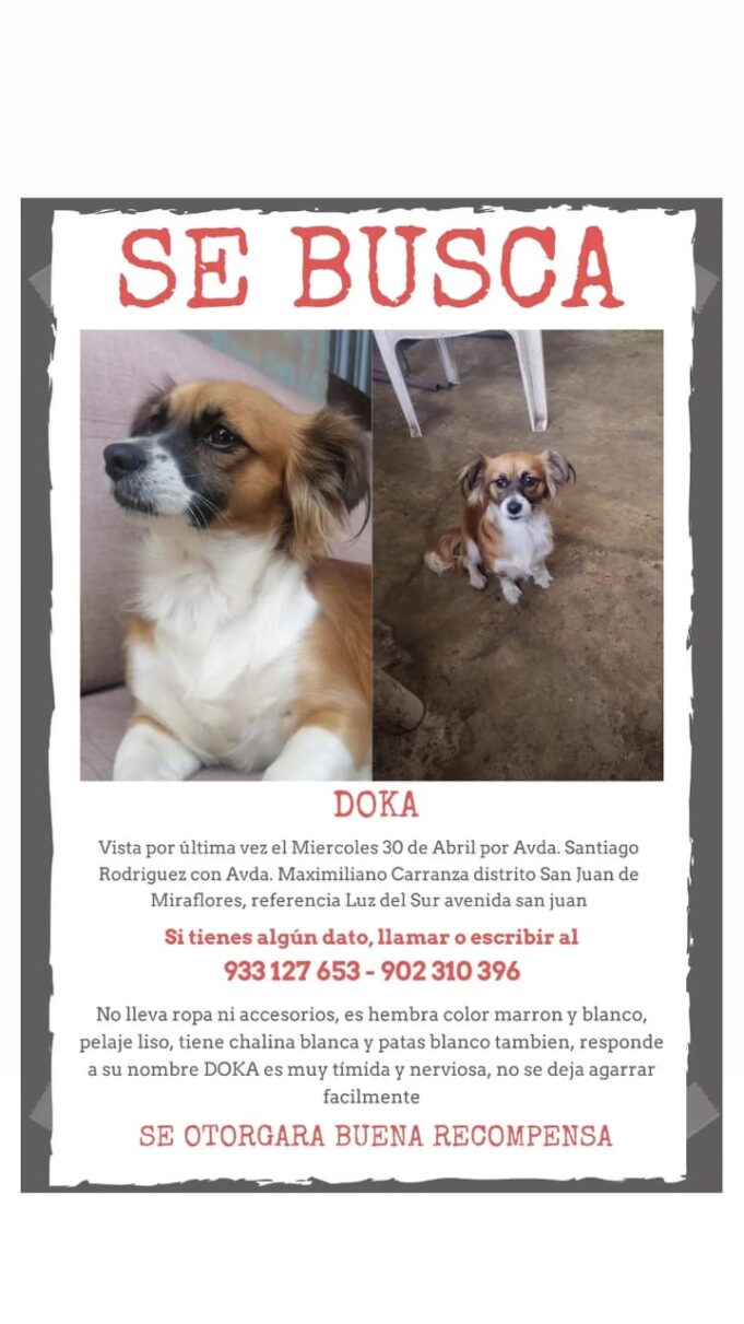 ¡Ayudemos a encontrar a DOKA! Una perrita tímida y nerviosa se perdió en San Juan de Miraflores
