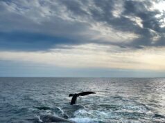 TRATADO DE ALTA MAR: CONOCE LOS BENEFICIOS QUE TENDRÁ EL PERÚ CON ESTE ACUERDO MUNDIAL