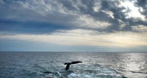 TRATADO DE ALTA MAR: CONOCE LOS BENEFICIOS QUE TENDRÁ EL PERÚ CON ESTE ACUERDO MUNDIAL