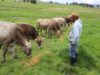Día del Campesino: Danny, el padre ayacuchano que saca adelante a su familia con la venta y crianza de ganado vacuno