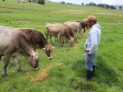 Día del Campesino: Danny, el padre ayacuchano que saca adelante a su familia con la venta y crianza de ganado vacuno