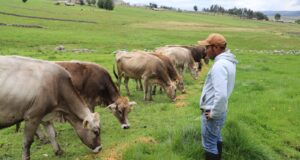 Día del Campesino: Danny, el padre ayacuchano que saca adelante a su familia con la venta y crianza de ganado vacuno