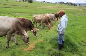 Día del Campesino: Danny, el padre ayacuchano que saca adelante a su familia con la venta y crianza de ganado vacuno