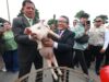Callao: Acciones del Gobierno Regional favorecen producción, formalización y empleo en más de dos mil emprendimientos del Parque Porcino