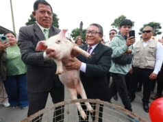 Callao: Acciones del Gobierno Regional favorecen producción, formalización y empleo en más de dos mil emprendimientos del Parque Porcino