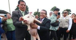 Callao: Acciones del Gobierno Regional favorecen producción, formalización y empleo en más de dos mil emprendimientos del Parque Porcino