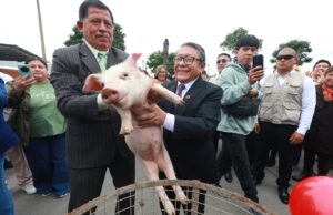 Callao: Acciones del Gobierno Regional favorecen producción, formalización y empleo en más de dos mil emprendimientos del Parque Porcino