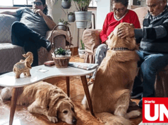 INEI incluirá a mascotas en encuesta nacional INEI incluirá a mascotas en encuesta nacional