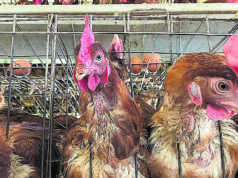 El Congreso decidirá si los consumidores seguirán comprando huevos sin saber su origen