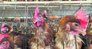 El Congreso decidirá si los consumidores seguirán comprando huevos sin saber su origen