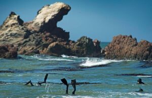 Perú lidera la protección de los océanos en la UNOC 2025