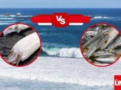 Pescadores alertan que la pota depreda pejerrey en el sur de Lima