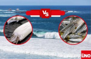 Pescadores alertan que la pota depreda pejerrey en el sur de Lima