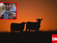 Empresarios uruguayos ejecutan estafa multimillonaria con “vacas virtuales”