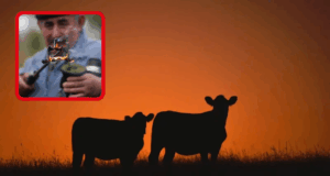 Empresarios uruguayos ejecutan estafa multimillonaria con “vacas virtuales”