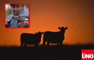 Empresarios uruguayos ejecutan estafa multimillonaria con “vacas virtuales”