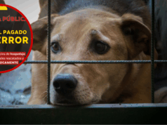 Ciudadanía denuncia maltrato animal y exige justicia