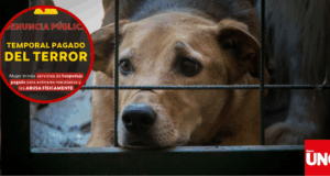 Ciudadanía denuncia maltrato animal y exige justicia