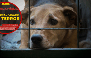 Ciudadanía denuncia maltrato animal y exige justicia