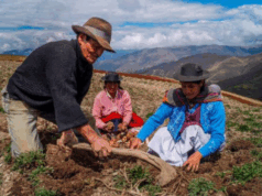 Estado peruano conmemora el Día del Campesino