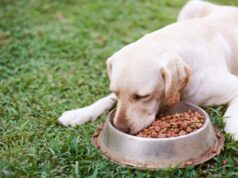 Worldpanel by Numerator: En el Perú 2 de cada 3 hogares compra alimento para perros