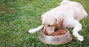 Worldpanel by Numerator: En el Perú 2 de cada 3 hogares compra alimento para perros