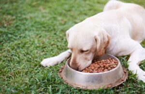 Worldpanel by Numerator: En el Perú 2 de cada 3 hogares compra alimento para perros