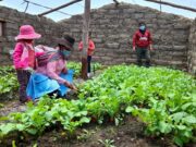 Midis: productores quechua hablantes elaboran fertilizante orgánico a base de estiércol de vacuno, leche y alfalfa en Tambo de Huancavelica